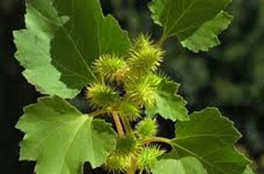 Ké đầu ngựa chữa viêm mũi dị ứng